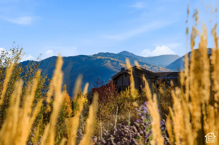 Mountainous backdrop