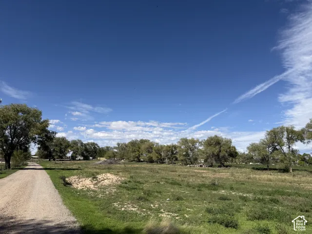 Gravel driveway with a grassy border, expansive open field, and mature trees