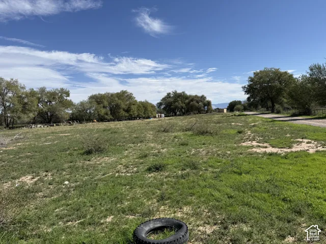 Expansive grassy terrain with scattered natural growth and mature trees on the perimeter