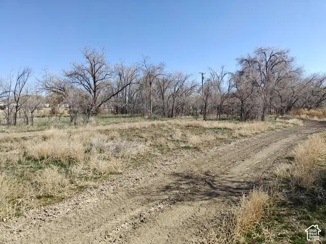 Expansive undeveloped lot featuring a natural landscape and mature trees