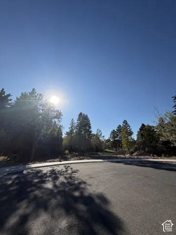 Expansive asphalt driveway with mature evergreen and deciduous trees lining the property, offering abundant natural shade and a bright, open setting under clear skies