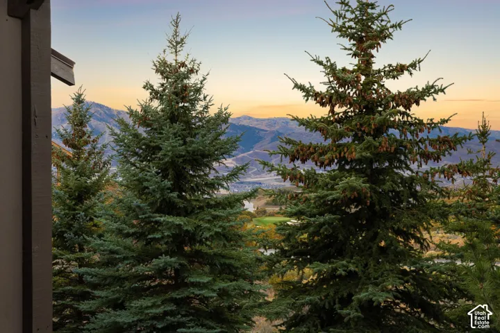 Mature evergreen trees with mountain backdrop