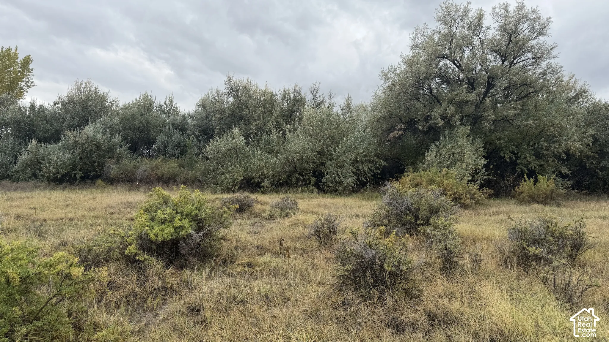 Expansive acreage featuring natural landscape, native grasses, mature tree clusters, and shrubbery