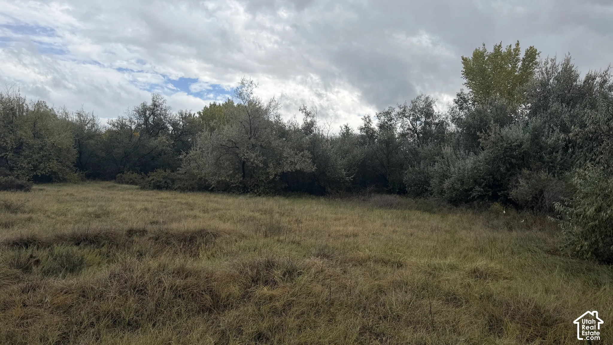 Open land featuring native grasses and established mature trees