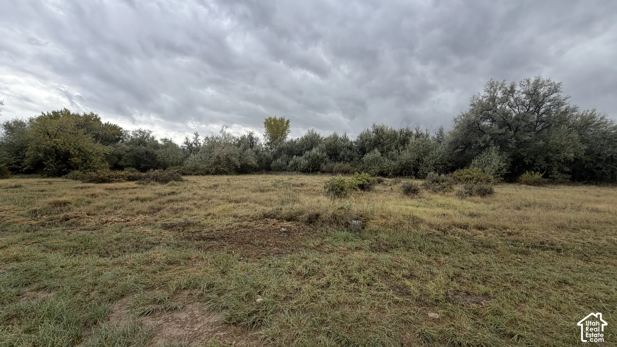 Expansive parcel of land featuring native grasses and a dense perimeter of mature trees