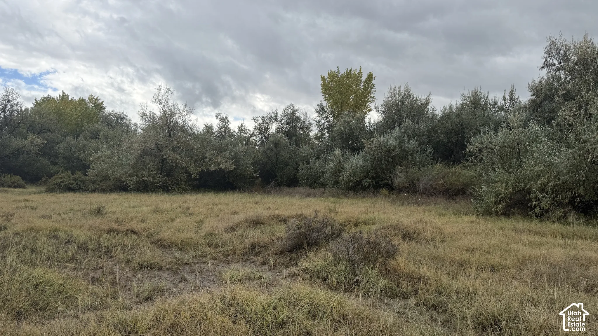 Expansive lot featuring native grasses and a dense cluster of mature trees