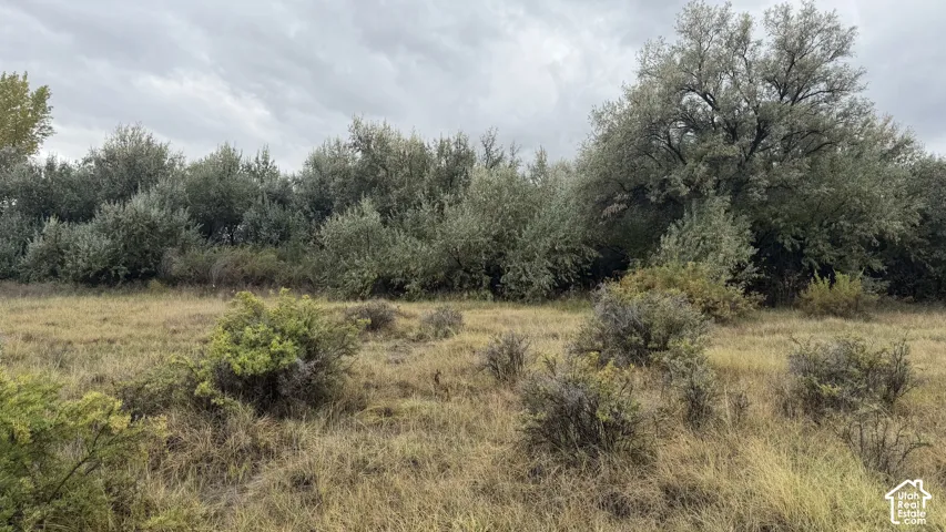 Expansive acreage featuring natural landscape, native grasses, mature tree clusters, and shrubbery