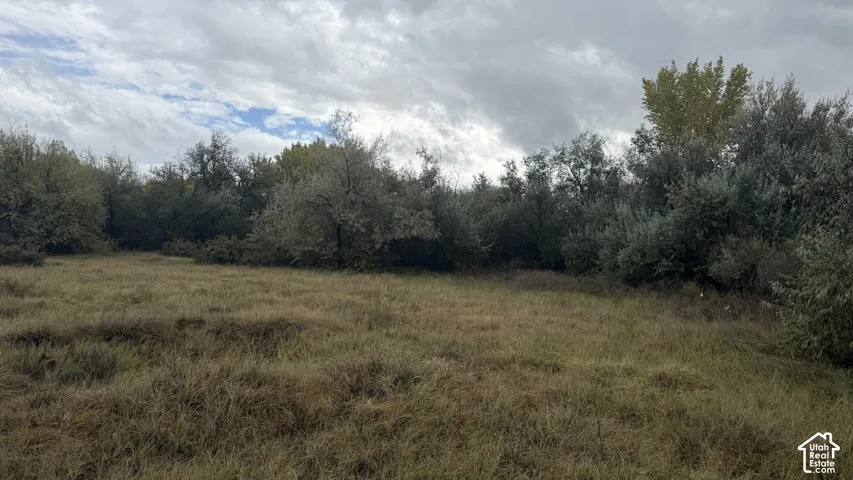 Open land featuring native grasses and established mature trees