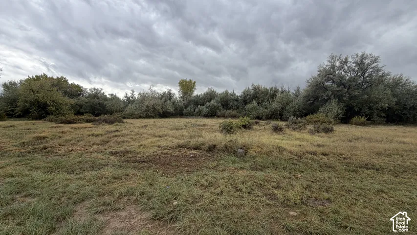 Expansive parcel of land featuring native grasses and a dense perimeter of mature trees