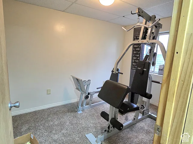Interior room featuring neutral-toned carpeting, a window, and a drop ceiling