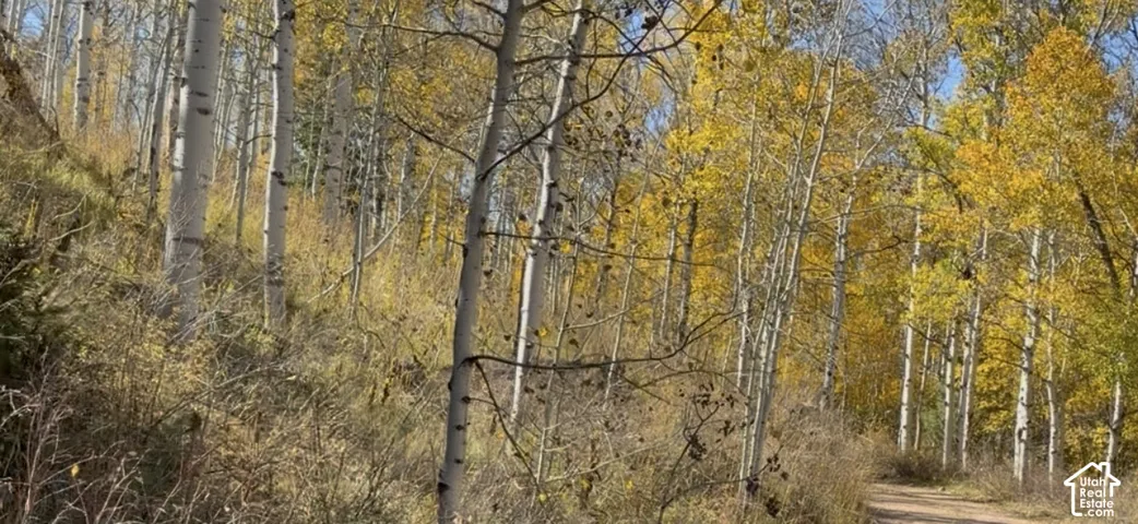 Wooded acreage featuring mature deciduous trees and a natural path