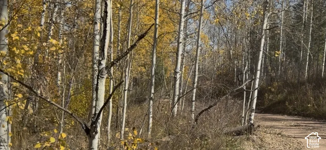 Wooded property featuring mature trees with light-colored bark