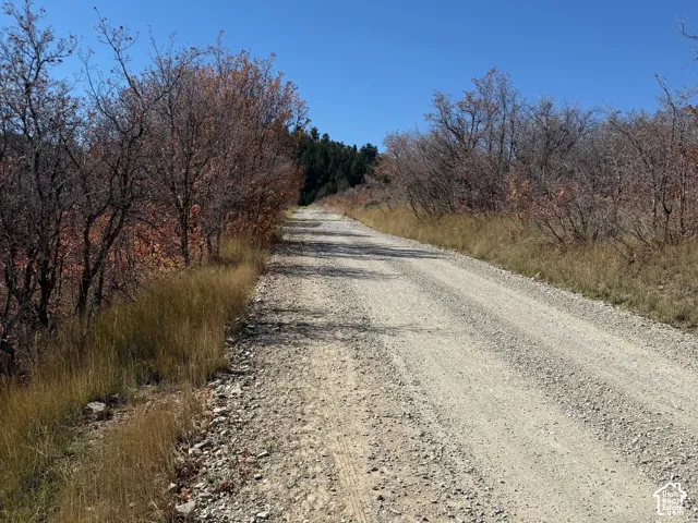 Gravel road bordered by mature autumn foliage and natural grasses