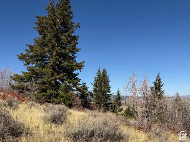Expansive natural landscape featuring mature evergreen trees and varied native vegetation