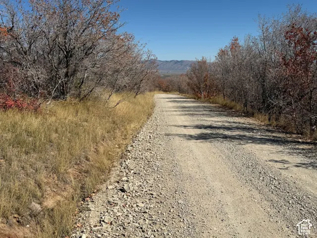 Gravel road surrounded by natural foliage, leading towards a distant mountain range