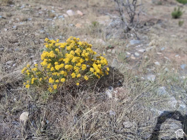 Native perennial shrub featuring dense yellow blooms set within a natural high-desert landscape