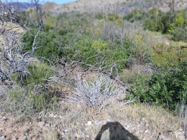 Natural landscape featuring native desert vegetation, dense shrubs, and arid terrain against a backdrop of distant mountains