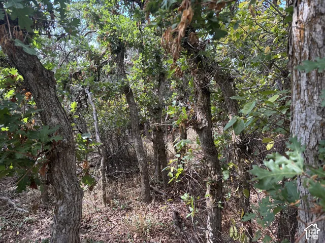 Wooded lot featuring mature trees and established natural ground cover