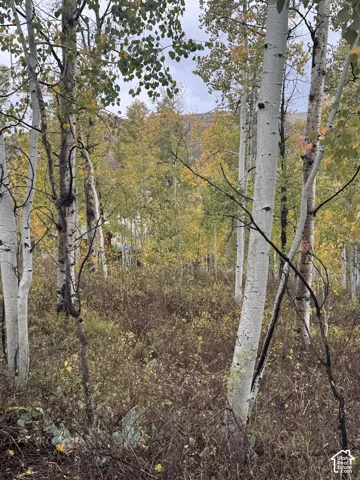 Wooded landscape featuring a mature stand of aspen trees, natural underbrush, and mountainous terrain