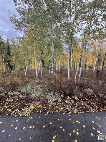 Wooded lot featuring a dense stand of aspen trees, native shrubbery, and natural ground cover