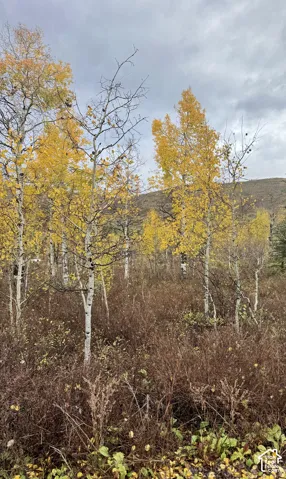 Wooded landscape featuring mature aspen trees and mountain backdrop