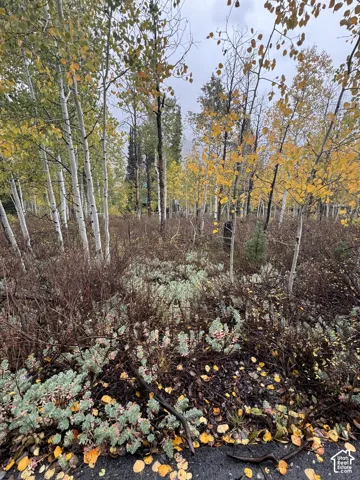 Natural landscape featuring native aspen trees, wild sagebrush, and mature woodland vegetation