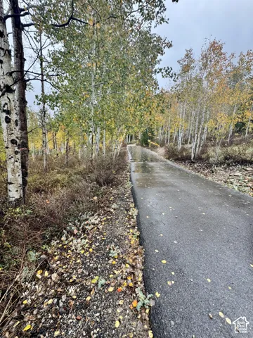 Paved private drive bordered by mature aspen trees and native shrubs