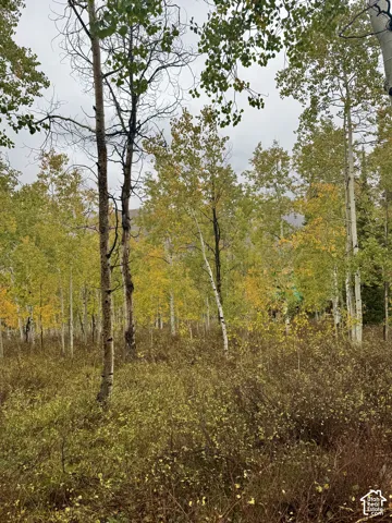 Wooded grounds featuring mature aspen trees and native mountain brush