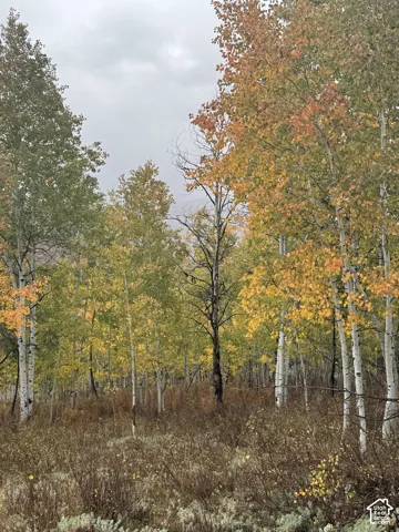 Expansive wooded landscape featuring mature aspen trees and native mountain brush