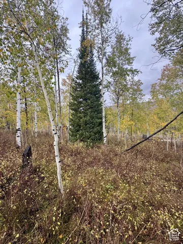 Wooded lot featuring mature evergreen trees and white-barked aspen stands