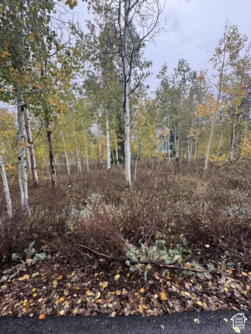 Wooded lot featuring mature aspen trees and native undergrowth