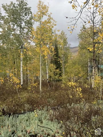 Wooded lot featuring mature aspen trees, dense underbrush, and coniferous pines
