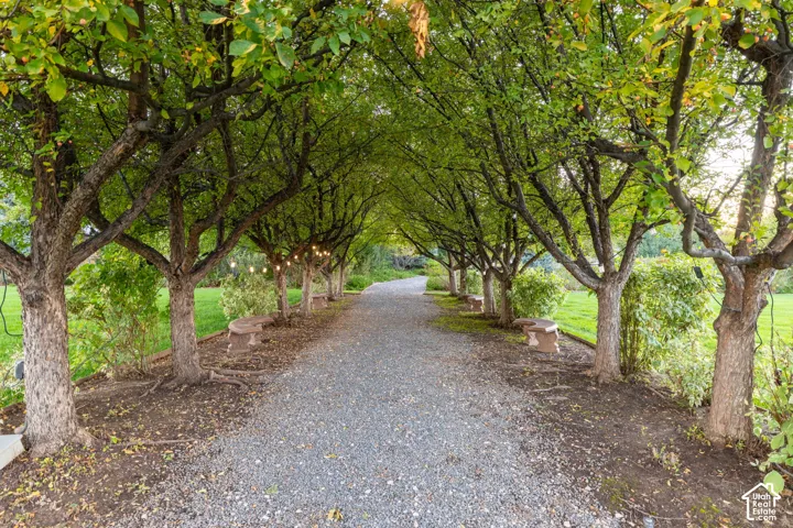 Gravel path lined by a mature tree canopy featuring stone benches and manicured turf