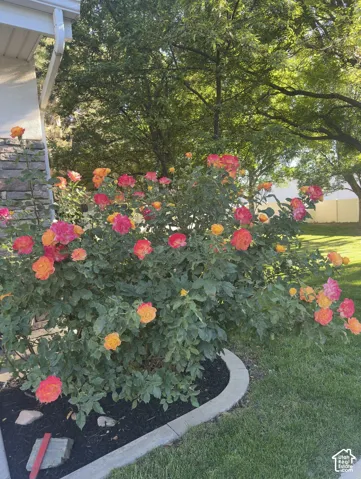 Landscaped garden bed featuring a curved concrete border, decorative stone veneer siding, and mature rose bushes