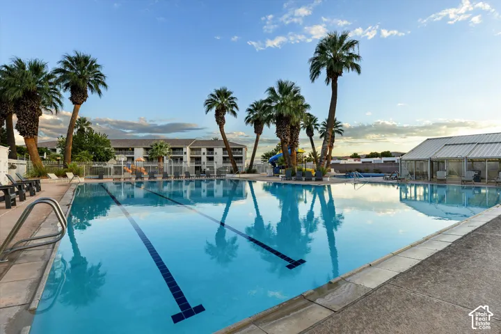 Pool: The outdoor lap pool, lined with tall palms.