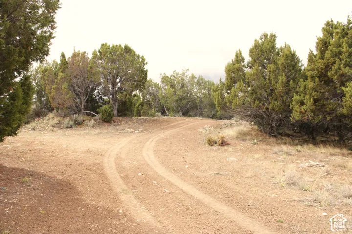 Undeveloped land featuring natural topography, native soil, and mature evergreen vegetation
