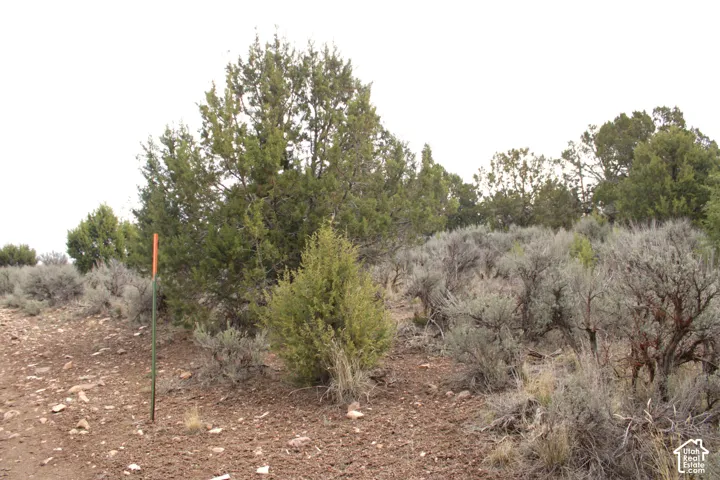 Native landscape featuring mature juniper trees and indigenous sagebrush on natural terrain