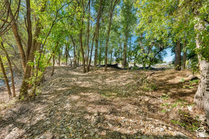 Wooded landscape featuring mature trees and a gravel path