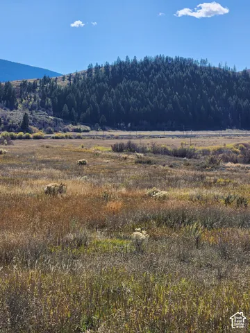 Expansive open acreage featuring native grasses, mature evergreen treeline, and prominent mountain topography