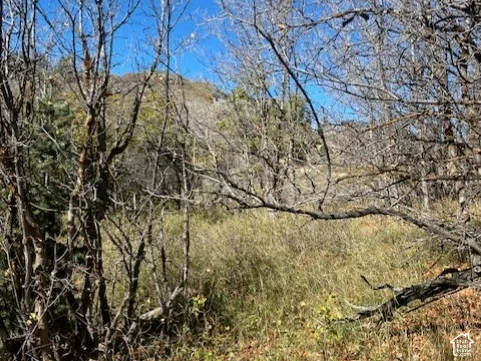 Natural landscape featuring dense native vegetation, mature trees, and mountainous terrain