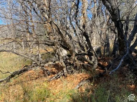 Mature deciduous trees and native ground cover