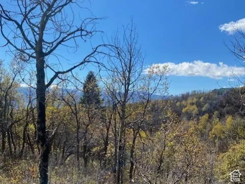 Expansive natural terrain featuring mature deciduous trees and distant mountain silhouettes