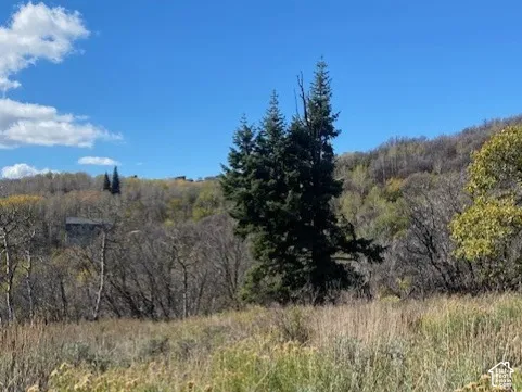 Expansive natural landscape featuring native grasses, mature evergreen trees, and mountainous terrain