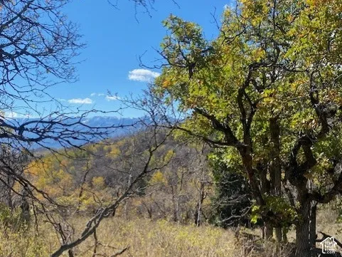 Natural landscape featuring native grasses, mature trees, and distant snow-capped mountains