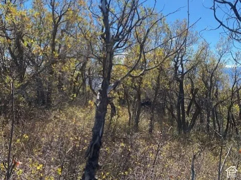 Wooded landscape featuring native trees and natural brush