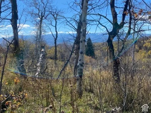 Natural landscape featuring stands of aspen trees, native vegetation, and a backdrop of mountain peaks