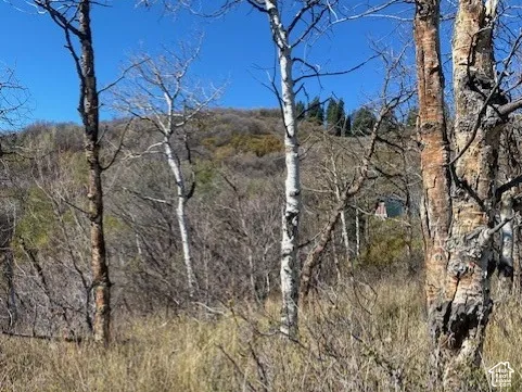 Natural landscape featuring mature birch trees, varied native brush, and a sloping mountain backdrop