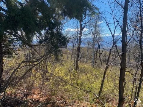 Wooded lot featuring mature evergreen and deciduous trees with distant mountain topography
