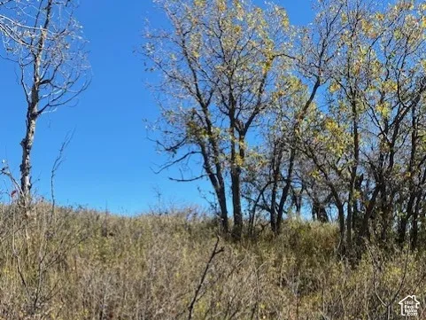 Sloped terrain featuring native brush and mature deciduous trees