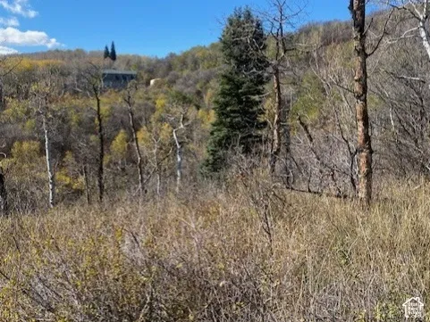 Expansive acreage featuring mature coniferous and deciduous trees, native shrubs, and mountain topography